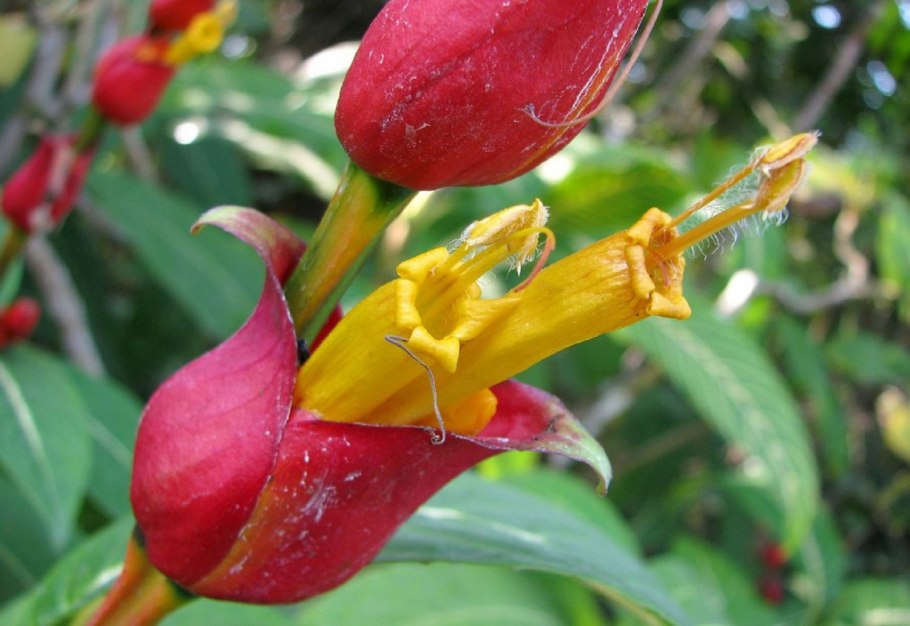 Санхеция цветок