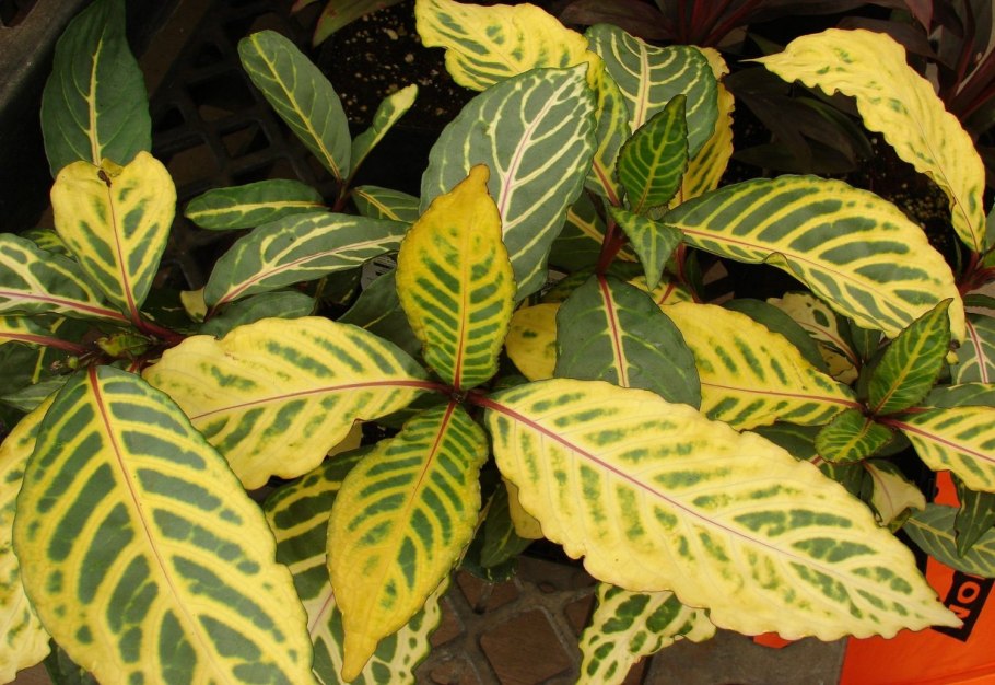Aphelandra White Wash