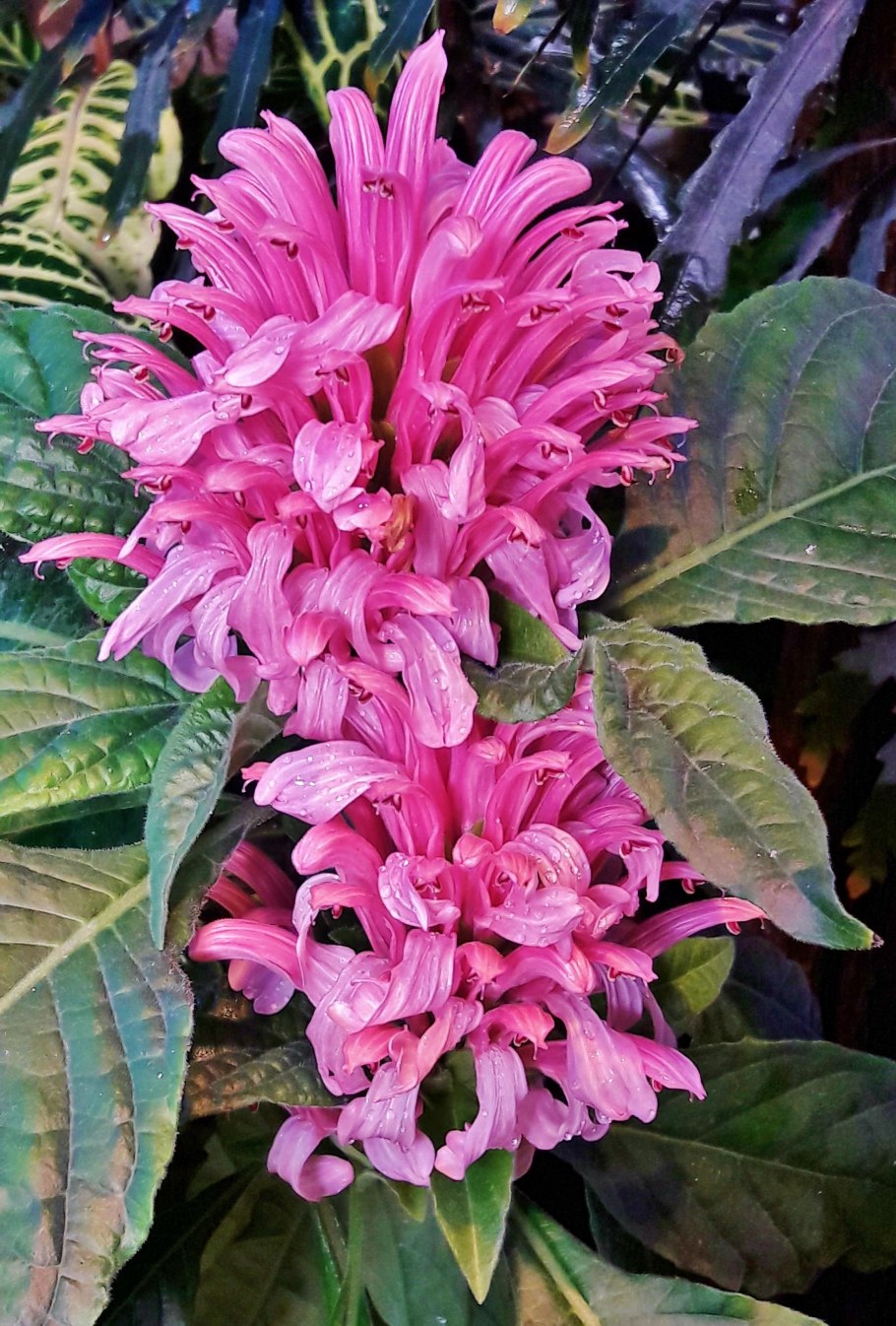 Якобиния (Jacobinia)