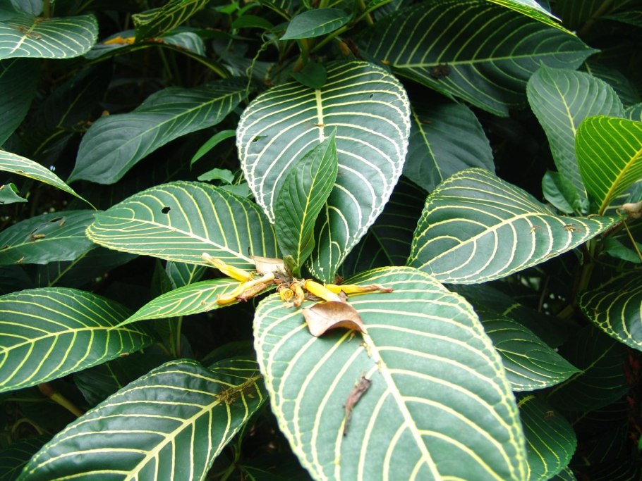 Акант Моллис