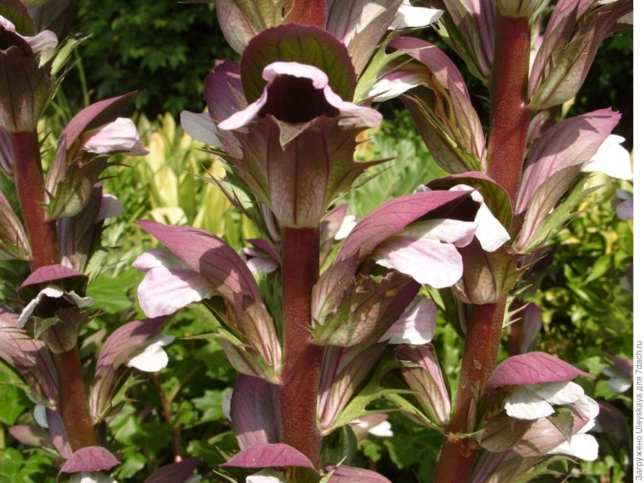 Акант медвежья лапа