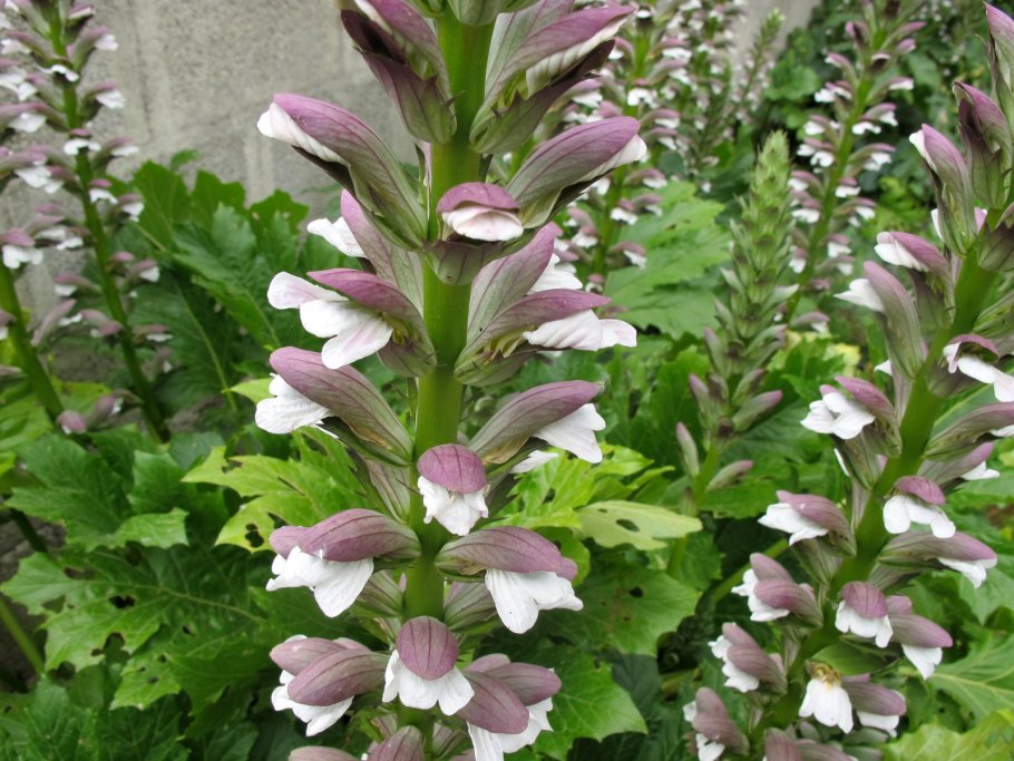 Плоды семейства Норичниковые