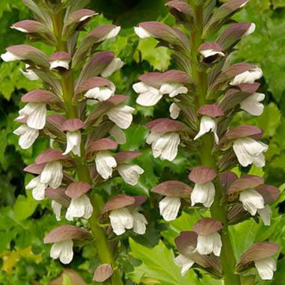 Афеляндра скуарроса