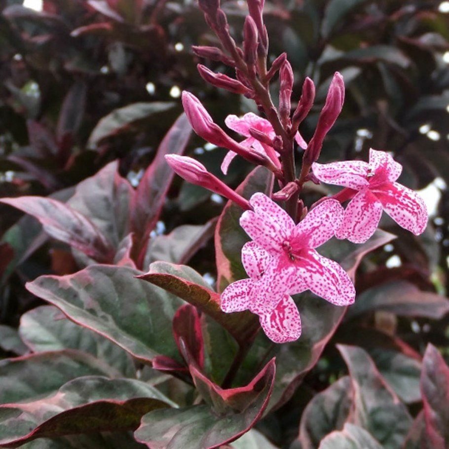 Acanthaceae Aphelandra