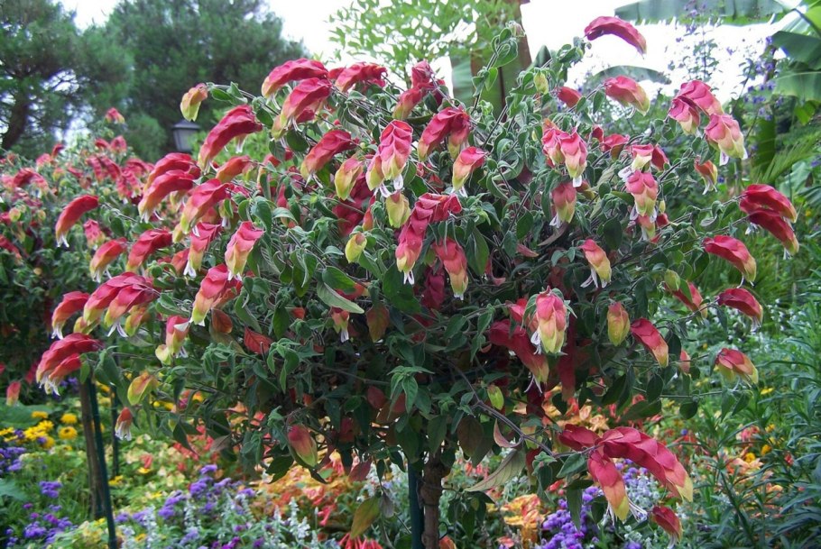 Белопероне гуттата