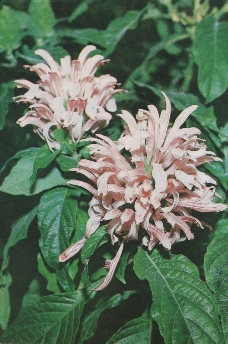 Санхеция Спесиоза