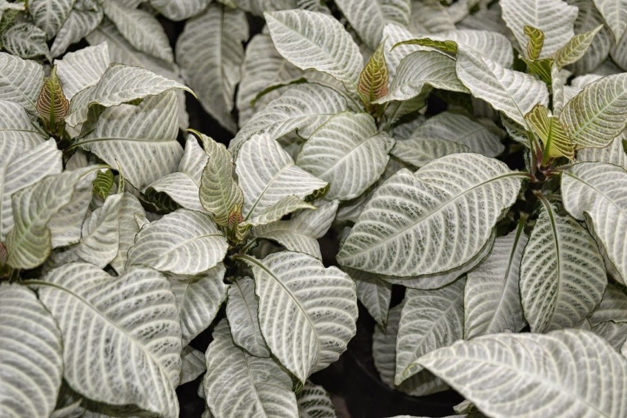 Одонтонема цветение