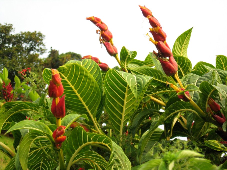 Пахистахис белый