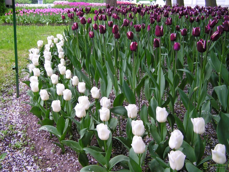 Тюльпан Ботанический - Tulipa