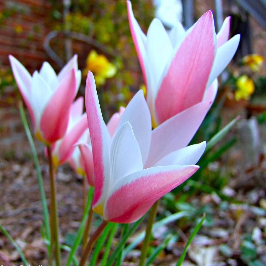 Тюльпан Ботанический леди Джейн