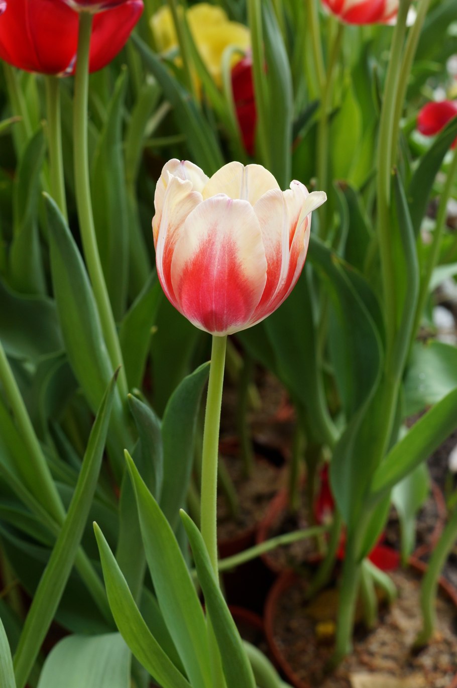 Тюльпаны низкорослые сорта