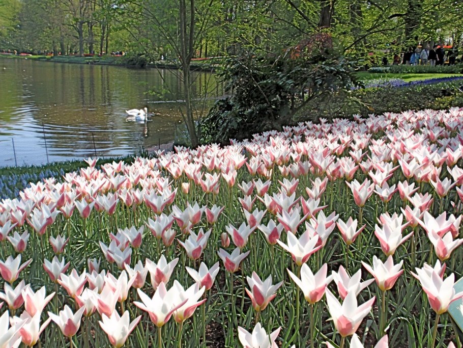 Тюльпан Ботанический леди Джейн