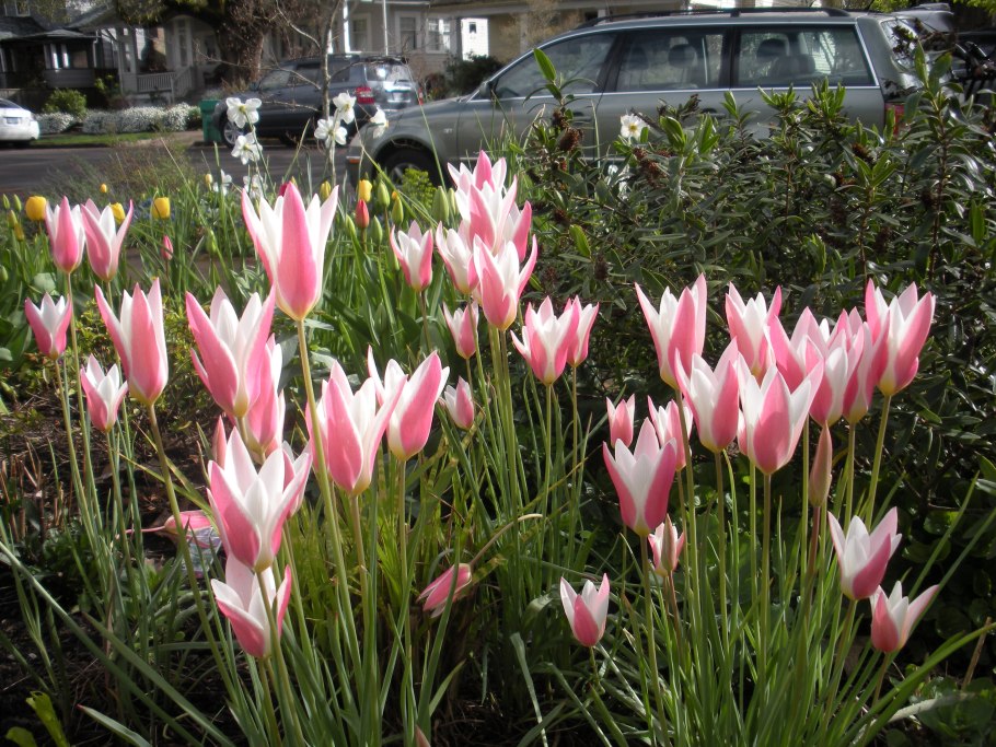 Тюльпан Клеарватер