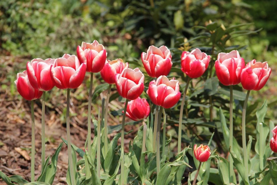 Клузиуса Tulipa clusiana