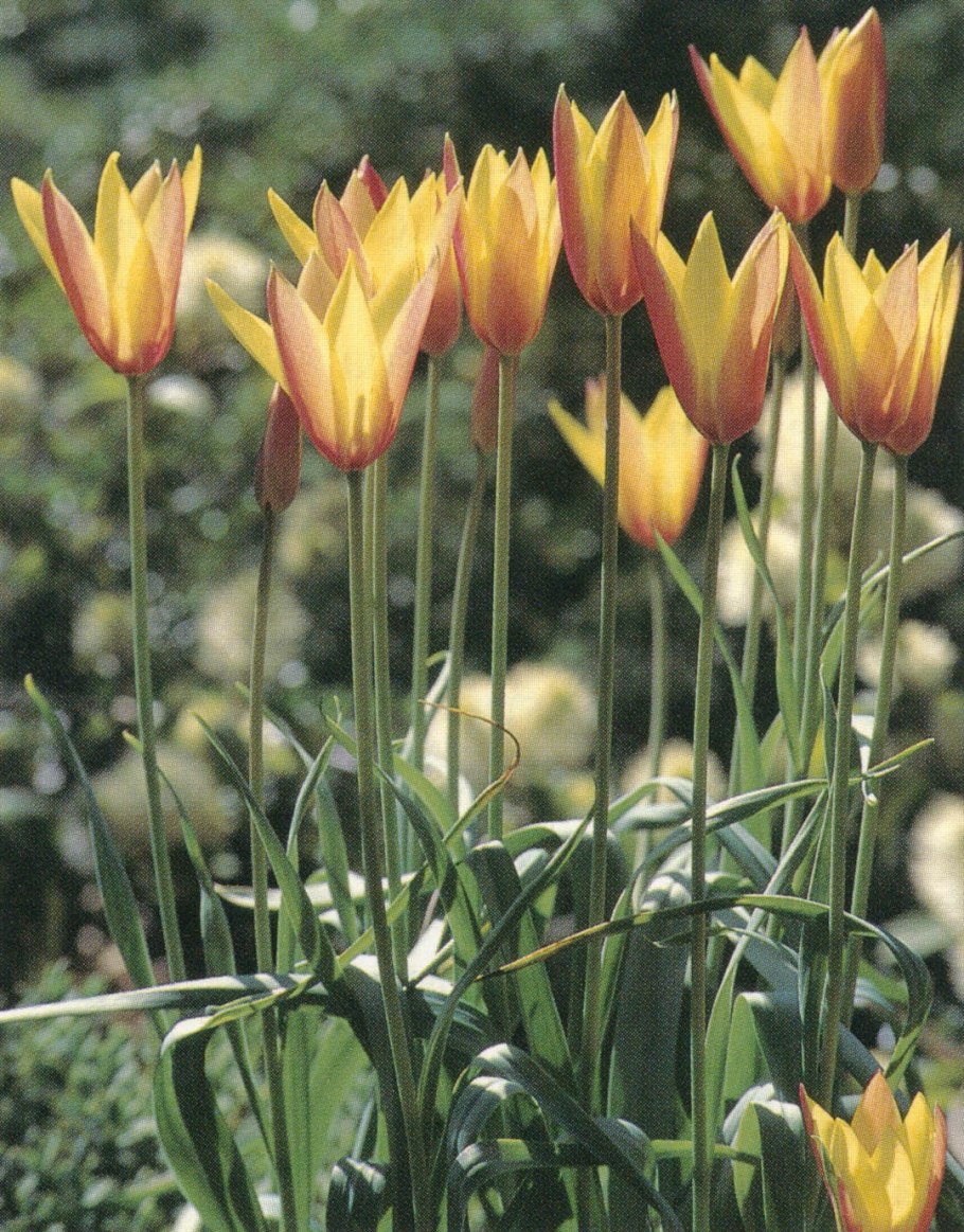 Тюльпаны Рембрандта сорта