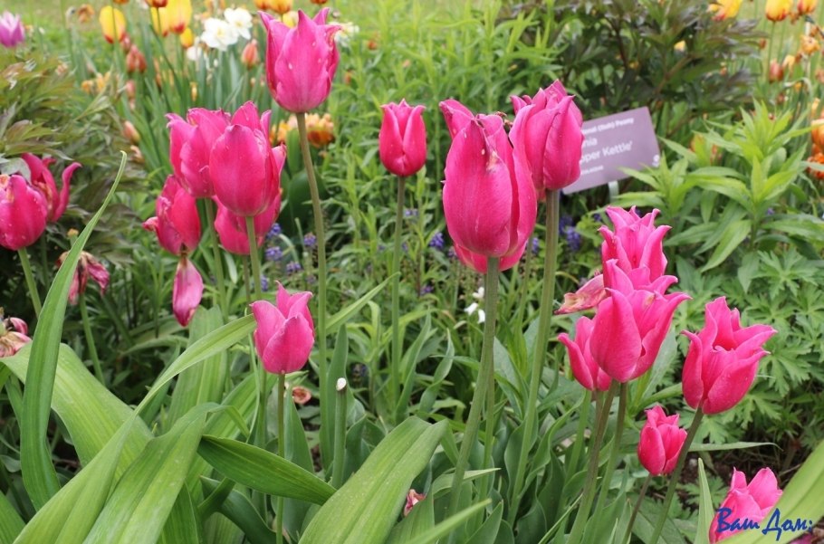 Tulipa Wild цветок