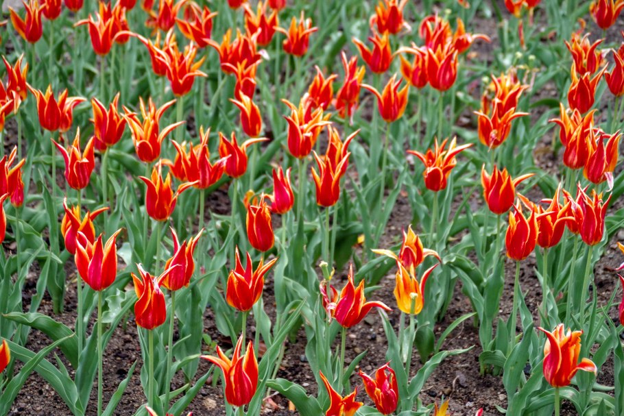 Тюльпан лео