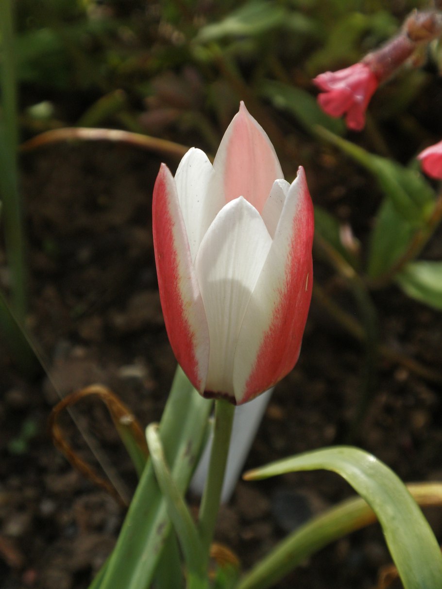 Тюльпан Клузиана леди Джейн