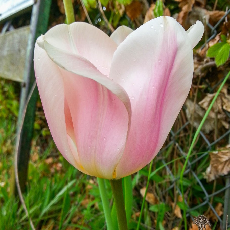 Strong Gold (Yellow) тюльпаны