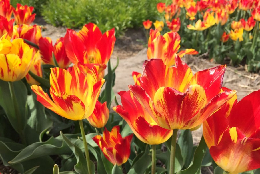 Тюльпан Шпренгера (Tulipa sprengeri)