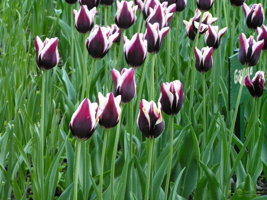 Тюльпан Ботанический clusiana tinka