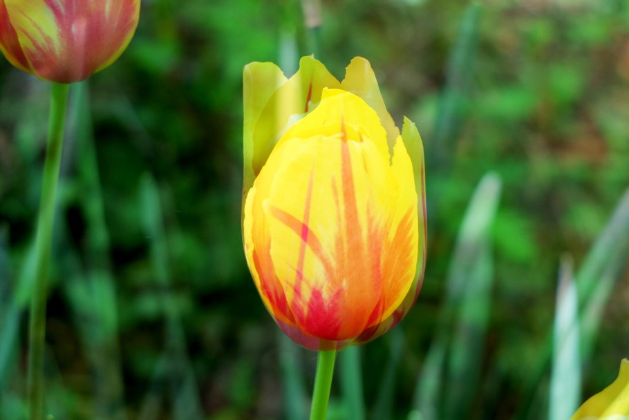 Тюльпан Canasta