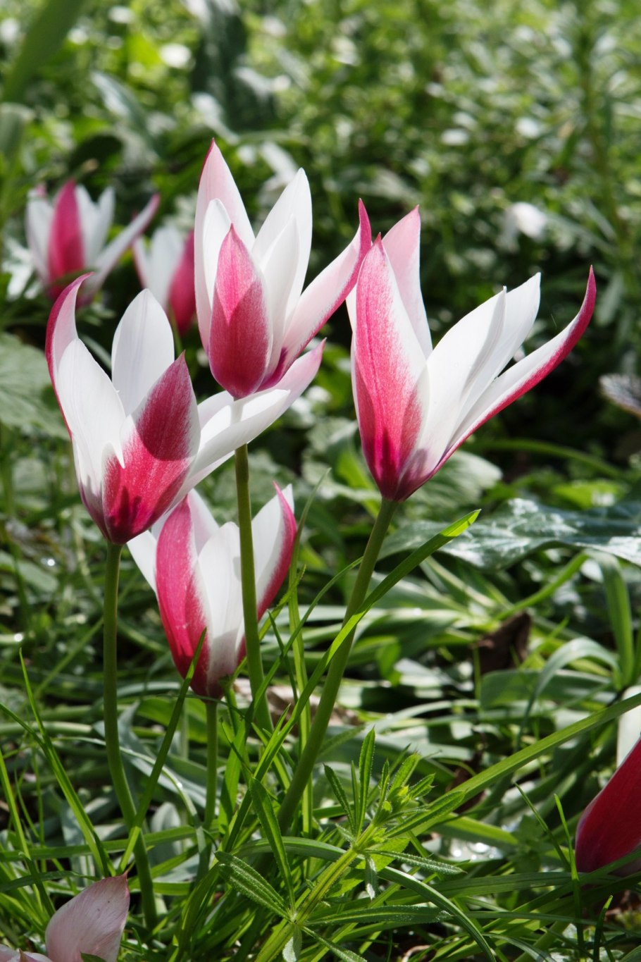 Clusiana Cynthia тюльпан