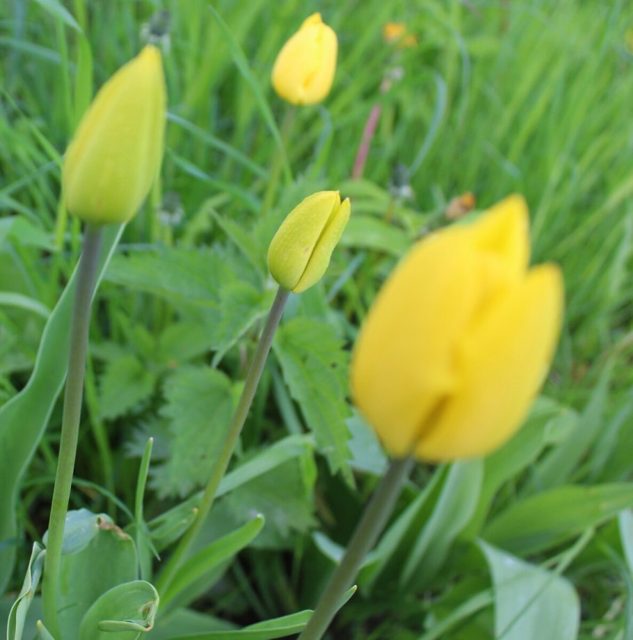 Tulipa Yellow Purissima