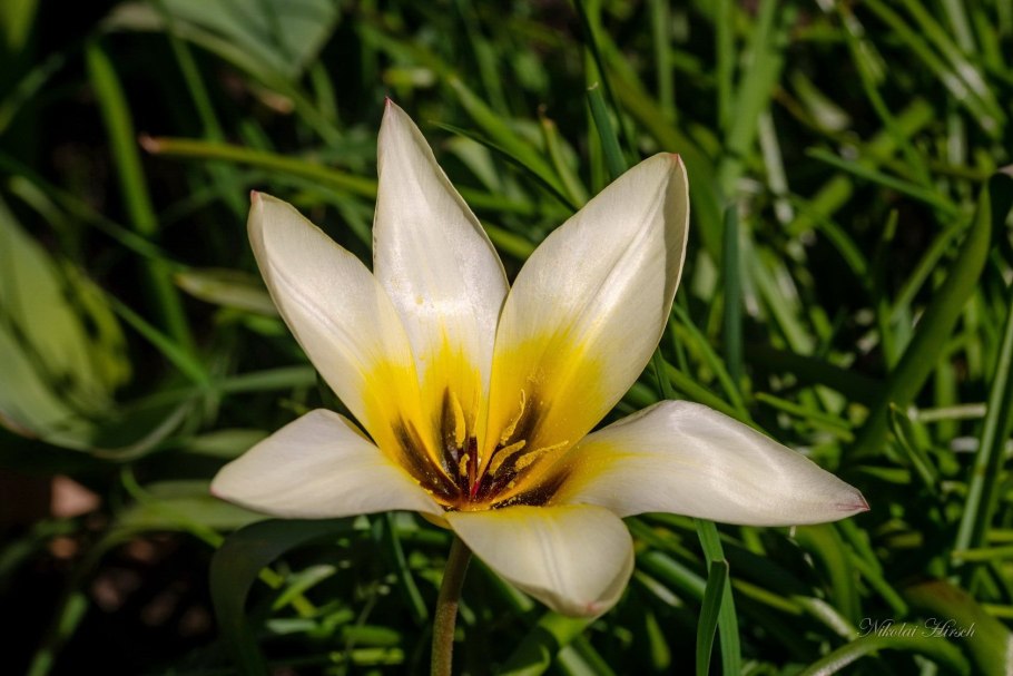 Тюльпан Алтайский - Tulipa altaica