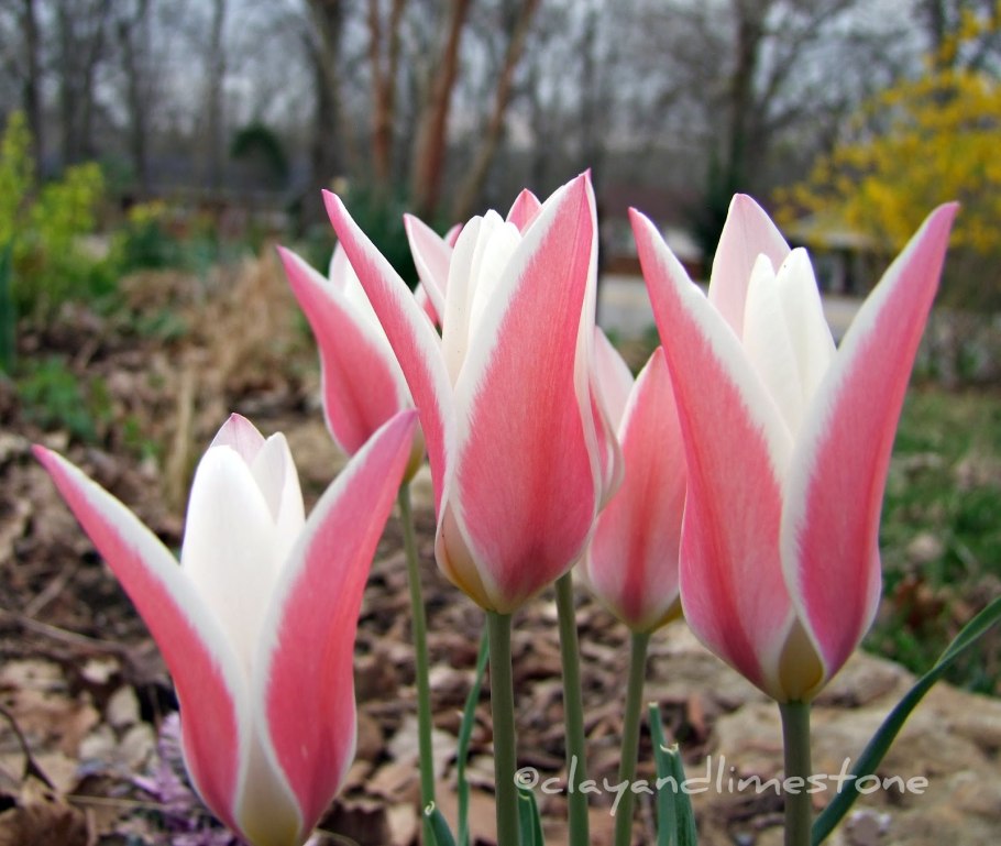 Clusiana Cynthia тюльпан