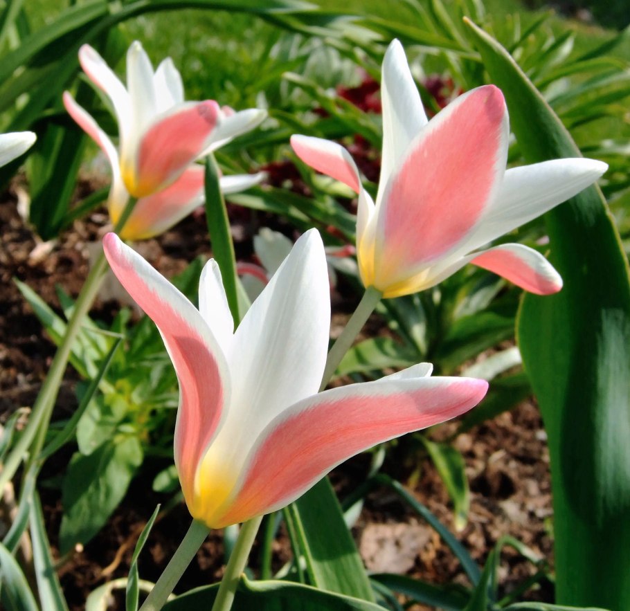 Тюльпан Crocus