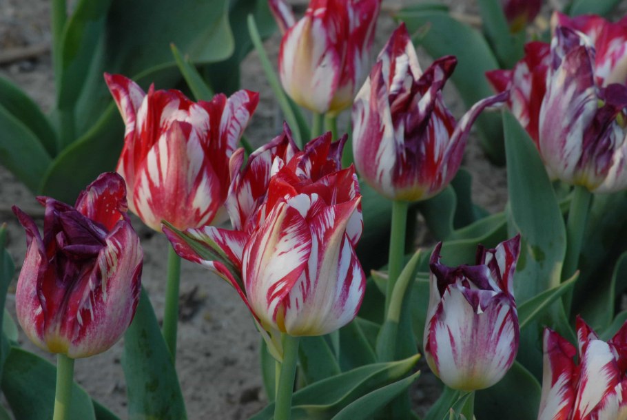 Тюльпан сорбет