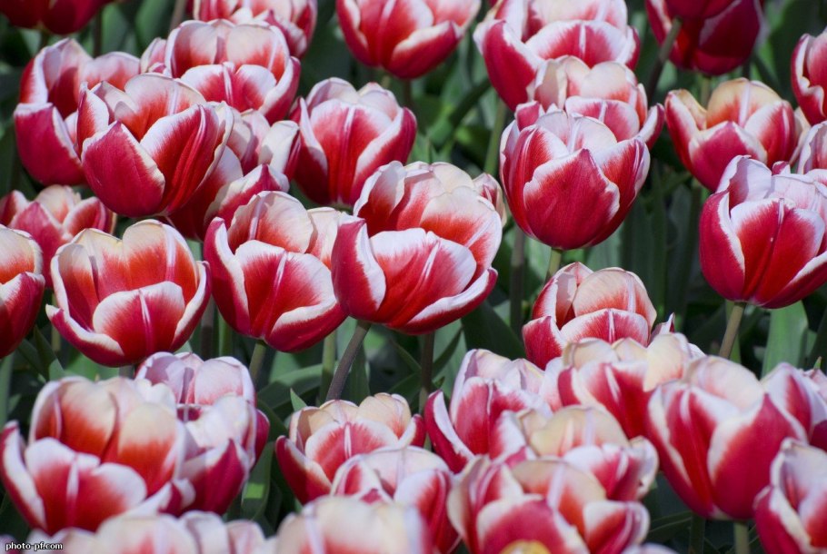 Semper augustus тюльпан