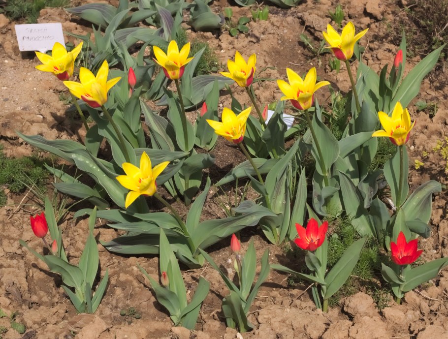 Тюльпан Коорс