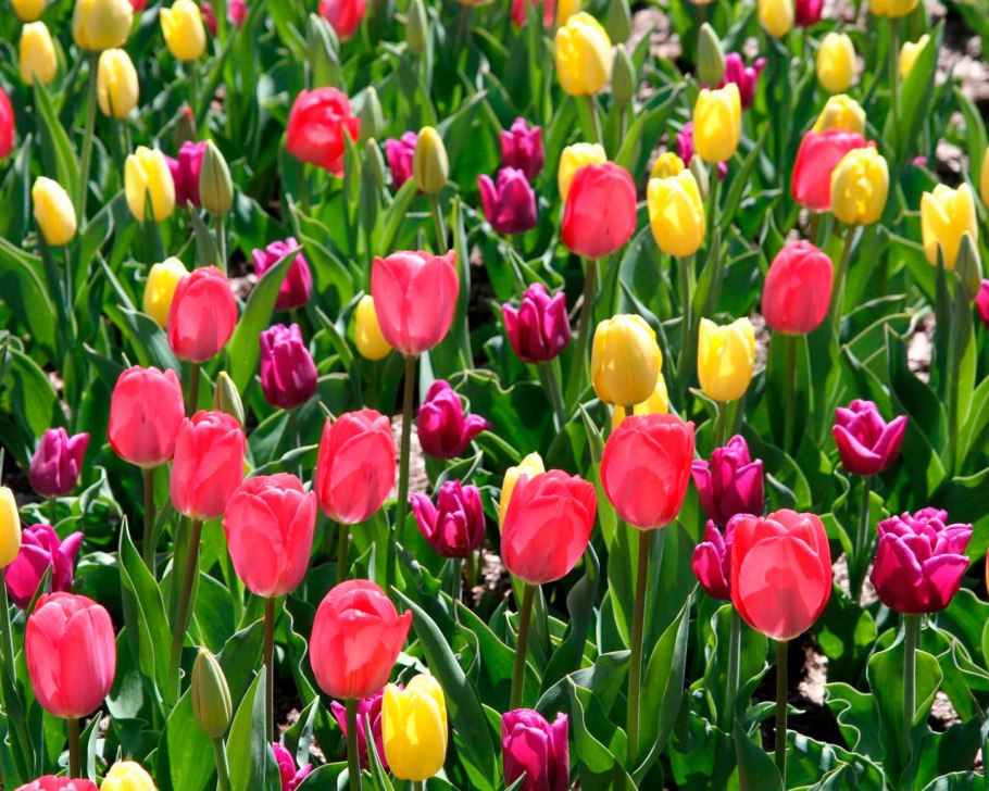 Тюльпан кабанна