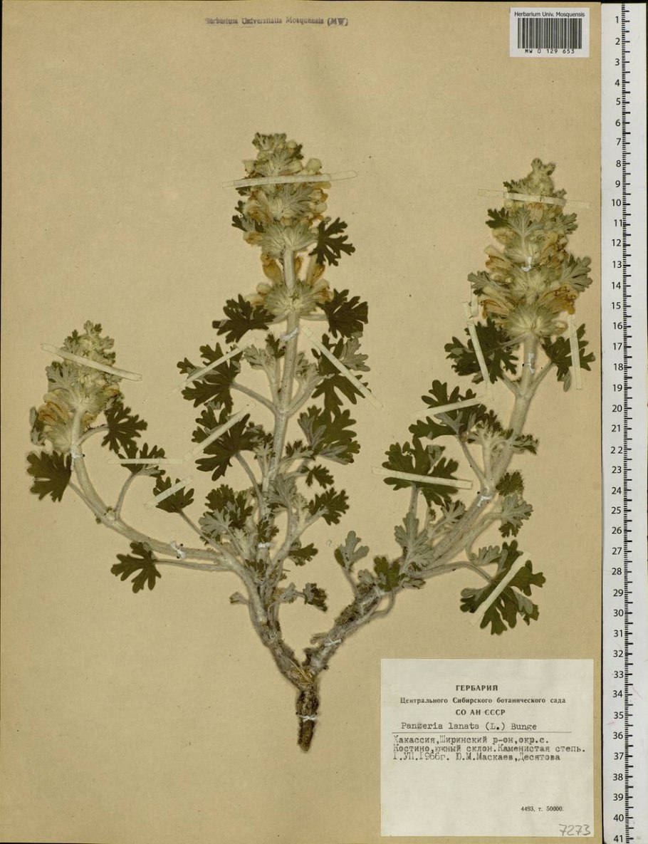 Панцерия шерстистая