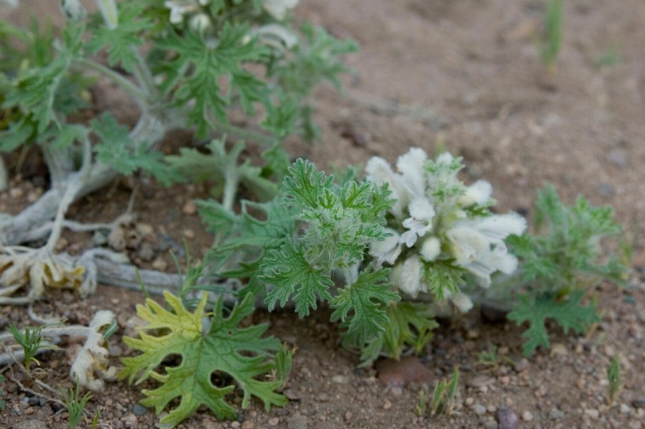 Панцерия шерстистая