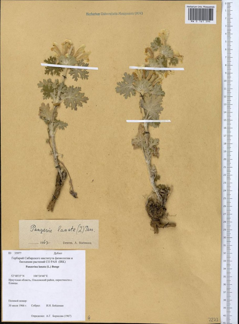 Панцерия бальзам Короткова