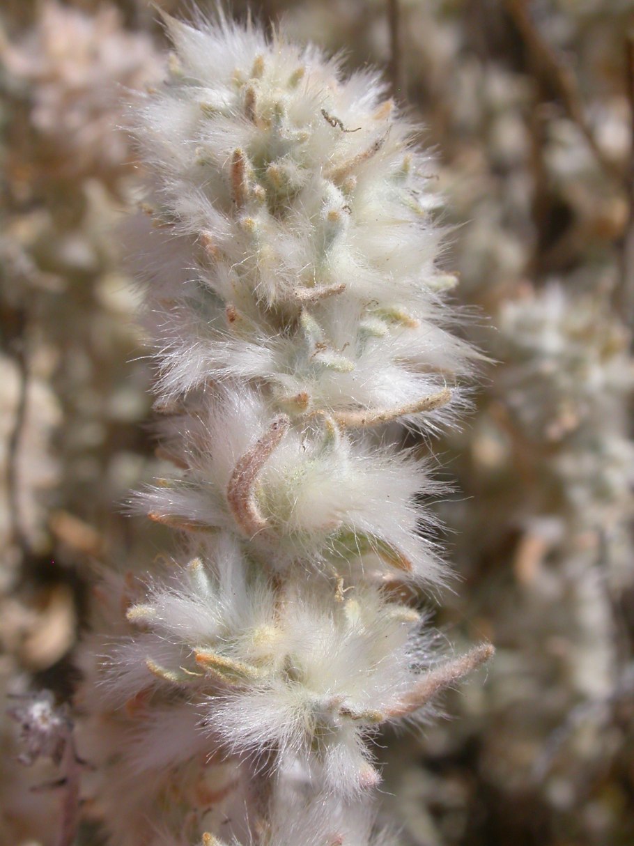 Карбюратор leader pz19jb