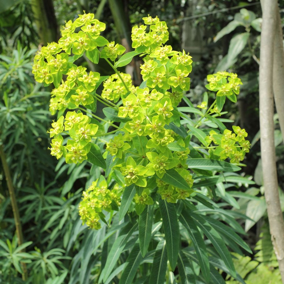 Молочай прутьевидный euphorbia virgata