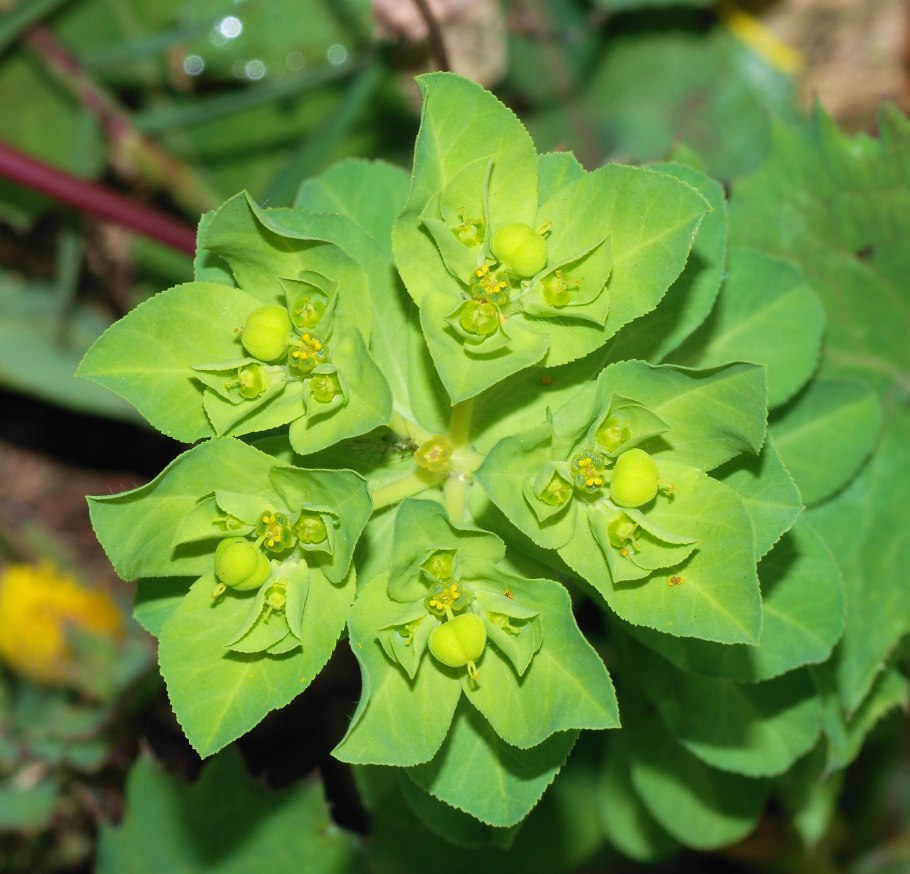 Euphorbia helioscopia молочай солнцегляд