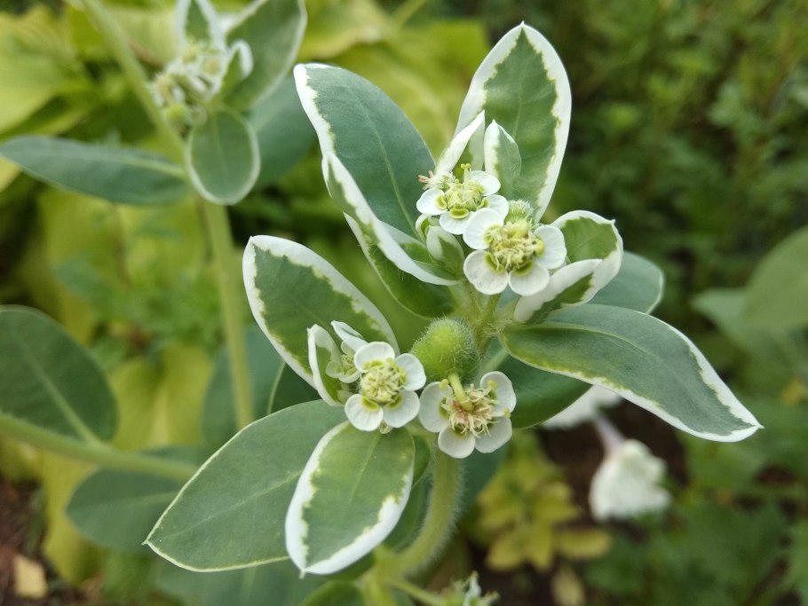 Молочай окаймленный снежная вершина