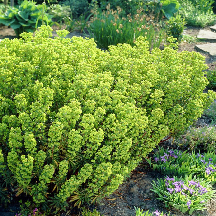Euphorbia martinii