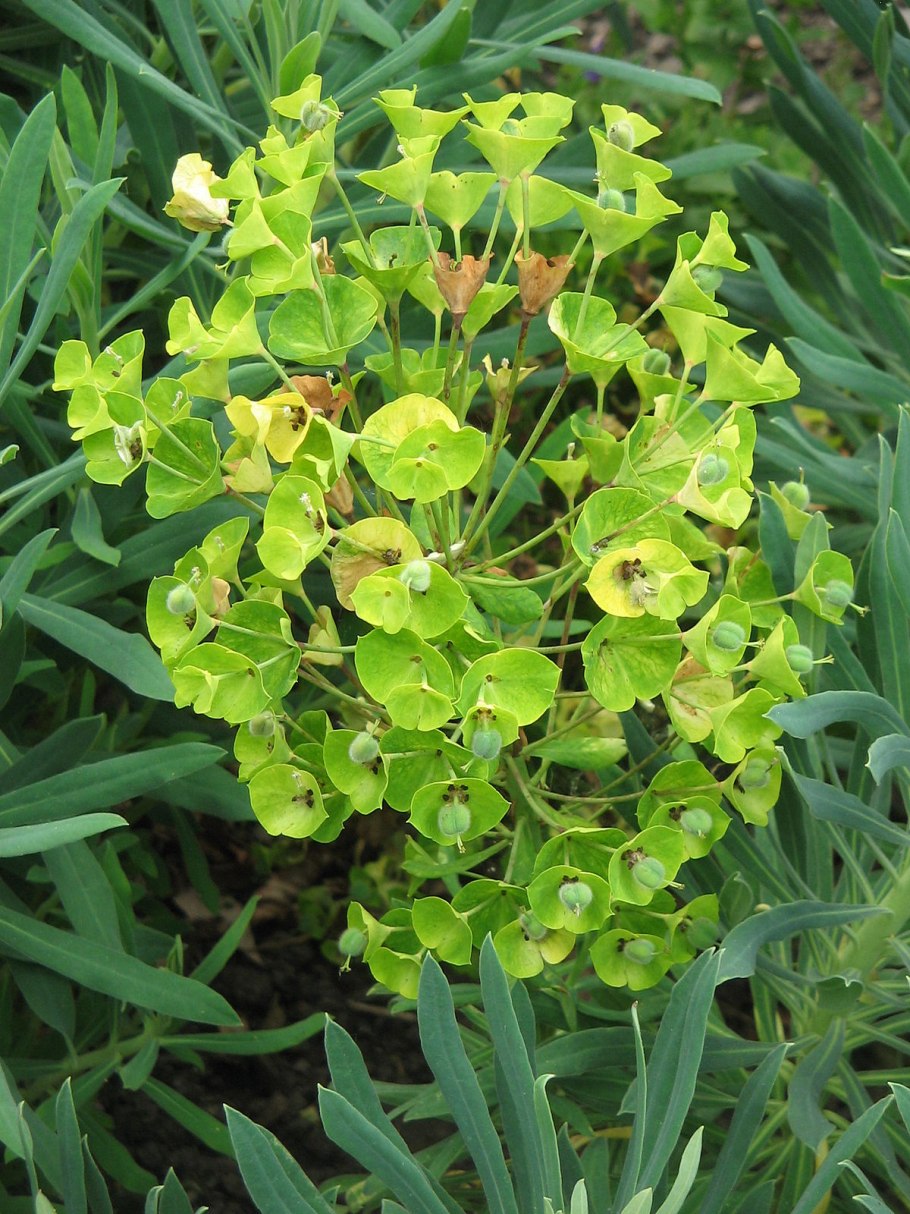 Amandelwolfsmelk euphorbia молочай