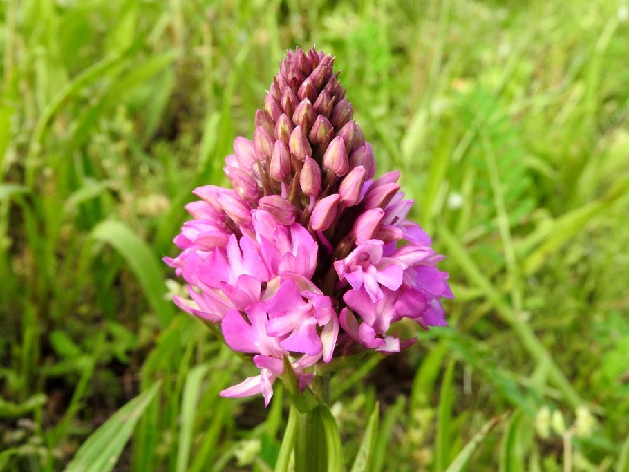Lapeirousia pyramidalis