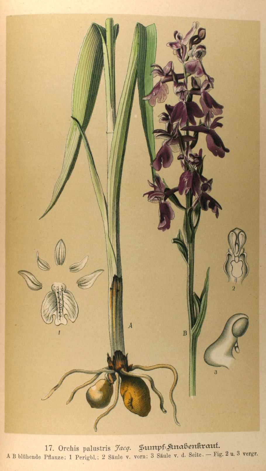 Anacamptis papilionacea