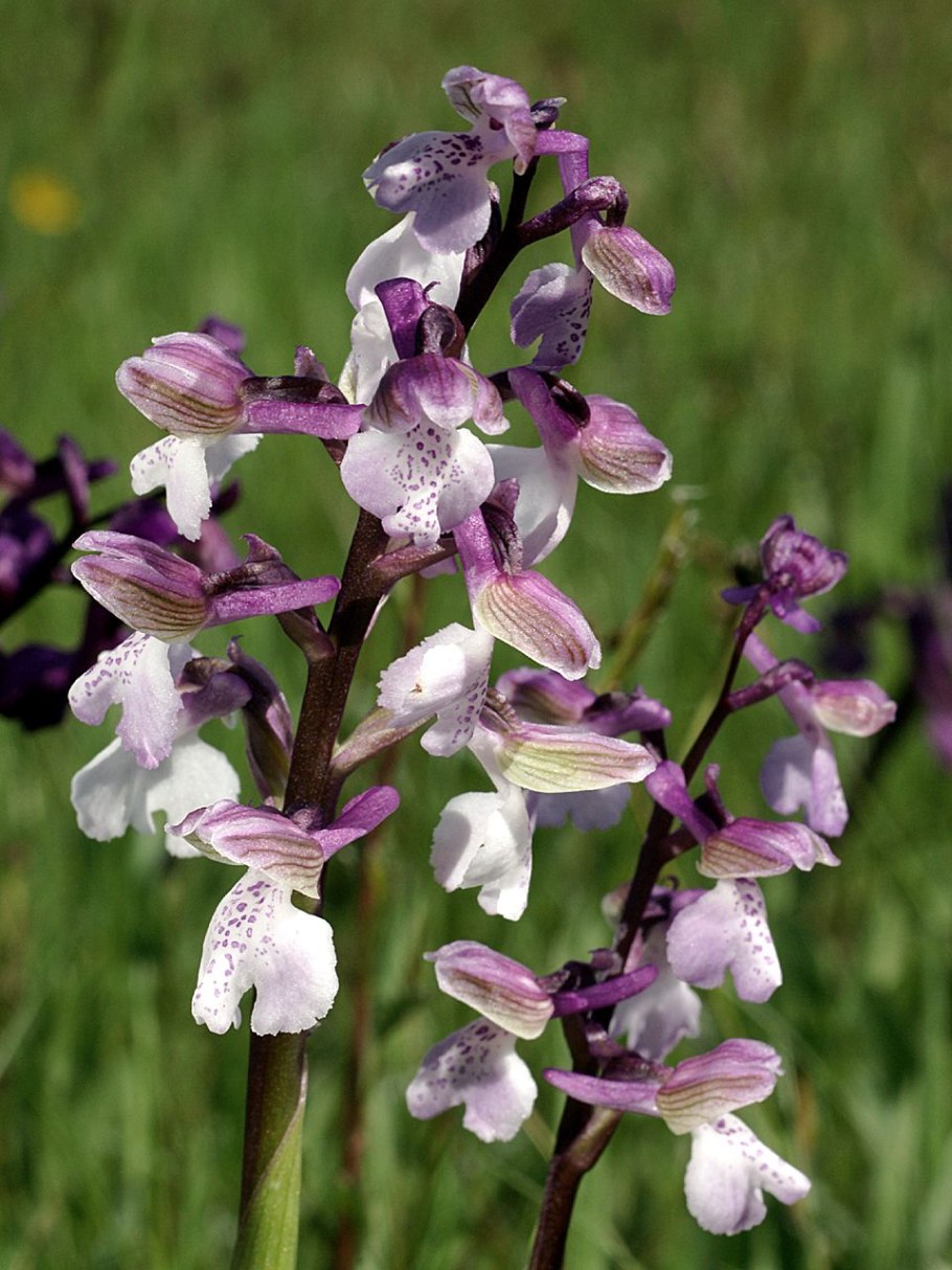 Anacamptis pyramidalis