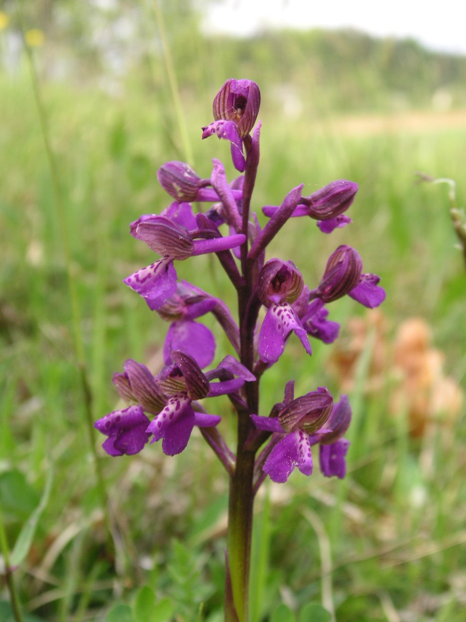 Anacamptis laxiflora