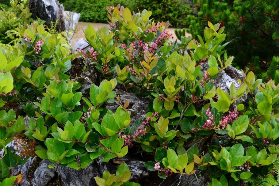 Гаультерия Салал