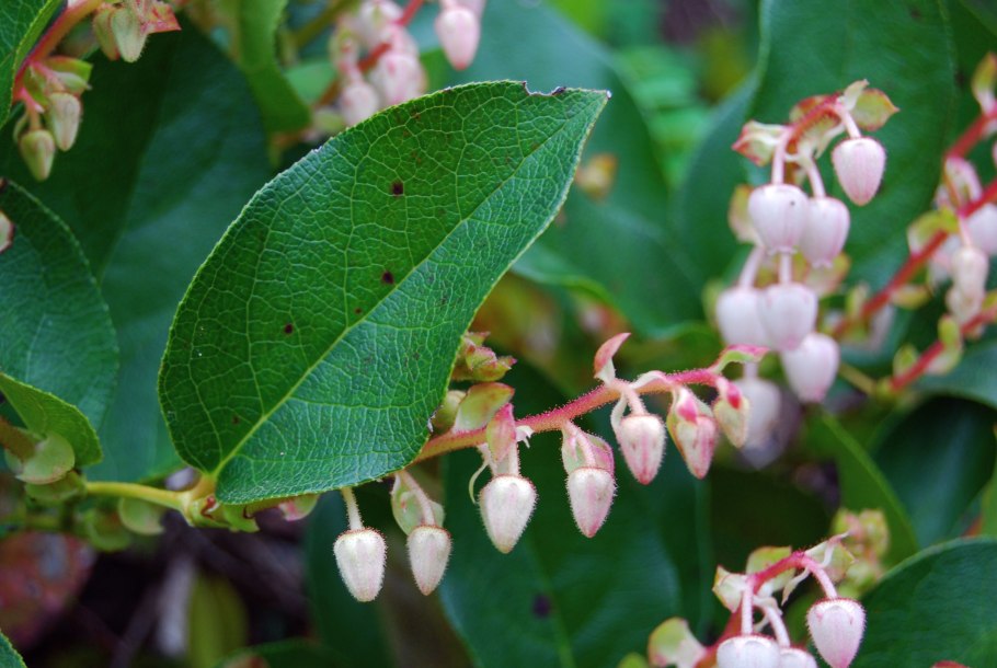 Гаультерия шаллон Gaultheria Shallon